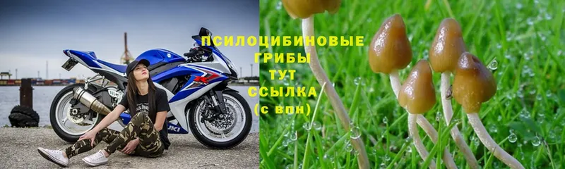 Галлюциногенные грибы Psilocybe Котово